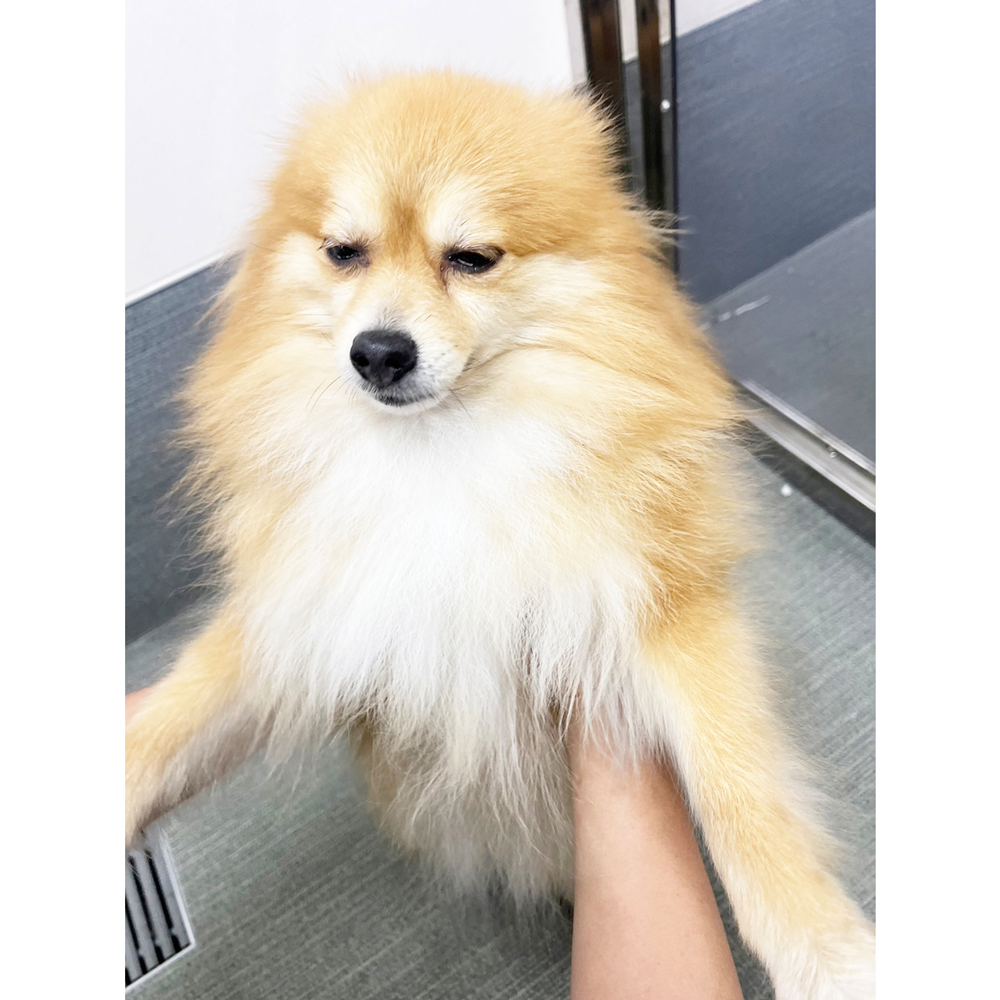 生徒が撮影したモデル犬の写真♪①